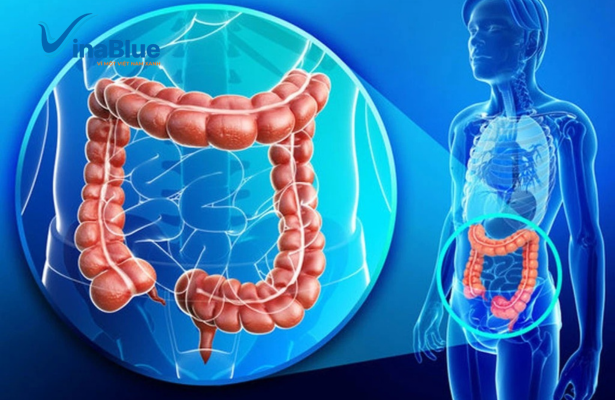 Đại tràng là cơ quan quang trọng giúp cơ thể tiêu thụ và đào thải độc tố ra khỏi cơ thể