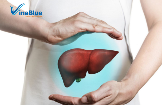 Là thực phẩm hỗ trợ gan đào thải các độc tố tích tụ lâu ngày trong cơ thể