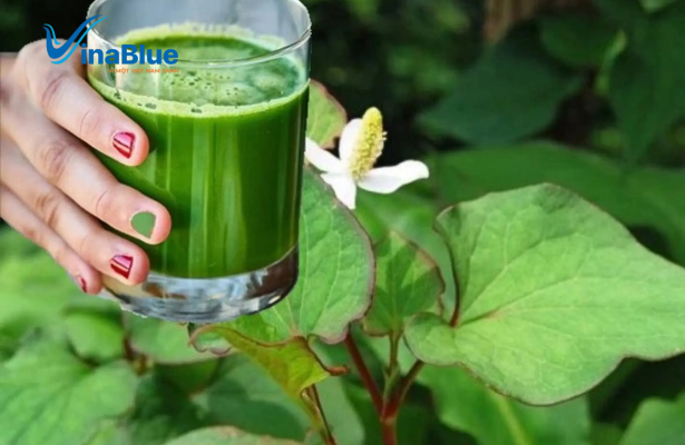 Nước rau diếp cá