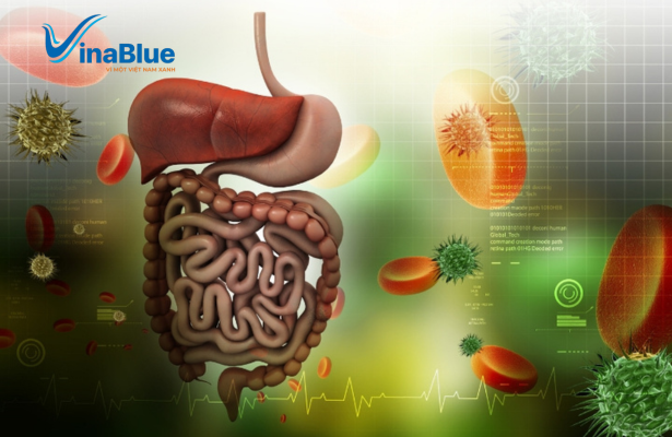 Thải độc cơ thể là quá trình các cơ quan thực hệ cơ chế tự nhiên giúp thải độc tố ra bên ngoài